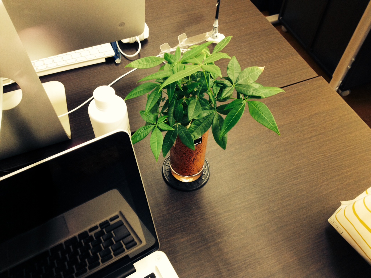 職場に 学習机に 机に観葉植物を置くメリット オススメの観葉植物